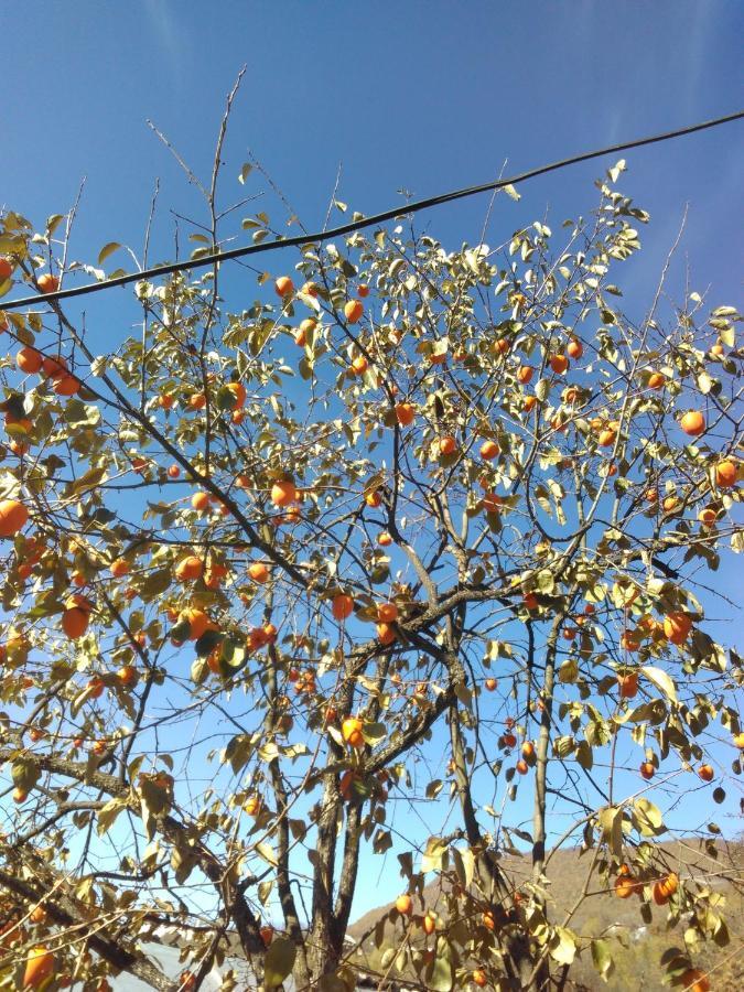 9 Plus - Orbeli מראה חיצוני תמונה